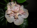 Hibiscus Snoock