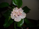 Hibiscus Snoock