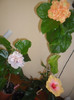 Hibiscus grup