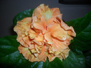 Hibiscus Flameball