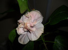 Hibiscus Snoock