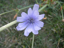 Cichorium intybus (2012, Aug.24)