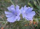 Cichorium intybus (2012, Aug.24)