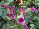 Celosia Caracas (2012, August 24)