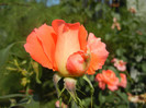 Rose Artistry (2012, August 24)