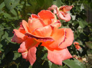 Rose Artistry (2012, August 24)