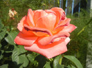 Rose Artistry (2012, August 24)