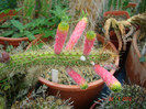 DSC00245