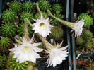 DSC00248