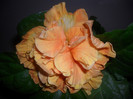 Hibiscus Flameball