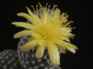 Copiapoa laui