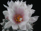 Turbinicarpus lophophoroides