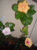 Hibiscus grup