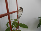 DSCN3322