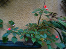 DSCN8568