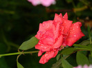 DSCN8589