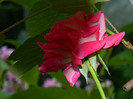 DSCN8595