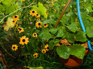 DSCN8598