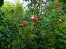 DSCN8599