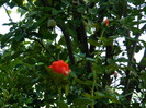 DSCN8601