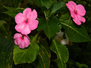 DSCN8602