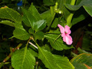 DSCN8603