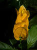 DSCN8607