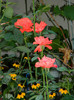 DSCN8619