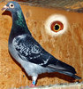 nl_1684046 tatal