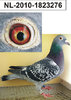 nl-2010-1823276 mama