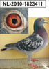 nl-2010-1823411 mama