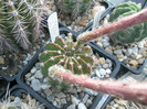 E. flor salmon (Ideea) - 20.08