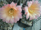 E. flor salmon - flori