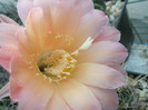 E. flor salmon - floarea