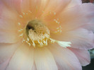 flor salmon - centrul florii
