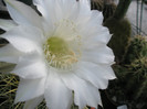 Echinopsis hb. - floare 21.08