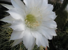 Echinopsis hb. - floare 2