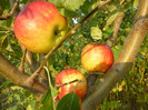 Red Melba