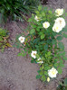 trandafir alb