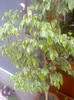 ficus benjamin
