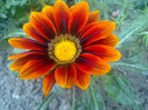 gazania