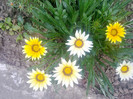 gazania