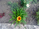 gazania