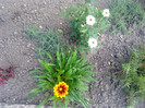 gazania