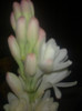 tuberoze