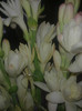 tuberoze