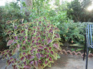 COLEUS BLUMEI