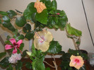 Hibiscus grup