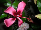 Hibiscus Fidjian Island