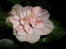 Hibiscus Snoock